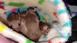 Tiny Rescued Weasel Kittens Enjoy Playtime