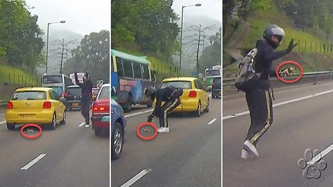 Héroe: Motociclista arriesga su vida para rescatar pequeño gatito