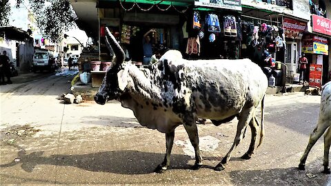 Stray cows wander busy street in India for bread handouts