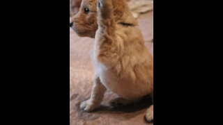 Goldendoodle... or Boxer?