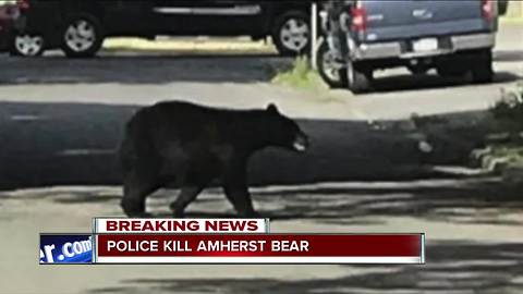 Amherst Police euthanize the 'Amherst bear'