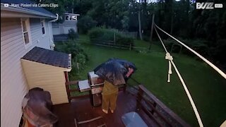 Un ours noir s'invite inopinément à un barbecue