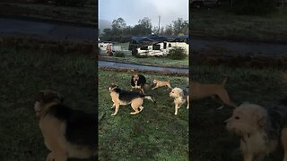 DOGs Coyote Attack Training 3-on-1 | Build Defense Work K9 D.I.Y in 4D