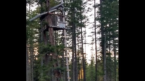 Up a tree in a Canadian deer hunting blind; interior British Columbia!