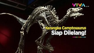 Siap Diperebutkan, Kerangka Camptosaurus dari 150 Juta Tahun Lalu Akan Dilelang