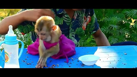 Mono adorable con vestido rosa