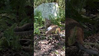 GOOD Night Shiloh Bobcat! I love your cute twitchy tail. Sleep well precious!