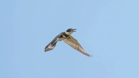 Female Belted Kingfisher, Frame Animation, Sony Alpha 1/Sony A1, 4k