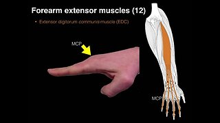 Forearm extensor muscles
