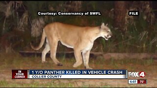 Panther death suspected by vehicle collision along State Road 82 in Collier County