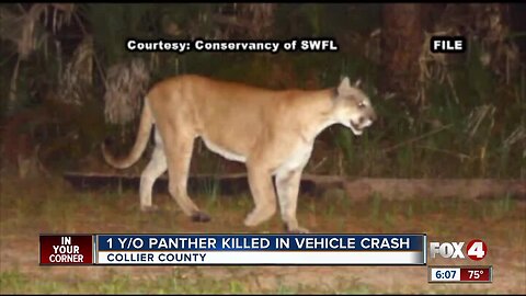 Panther death suspected by vehicle collision along State Road 82 in Collier County