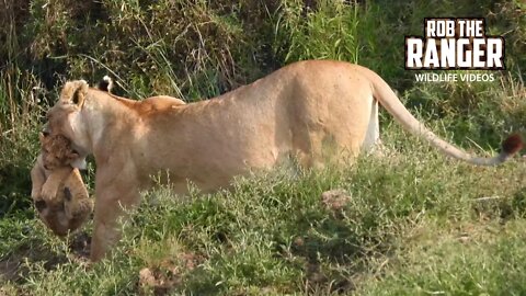 Lioness Moving Her Cubs | Maasai Mara Safari | Zebra Plains