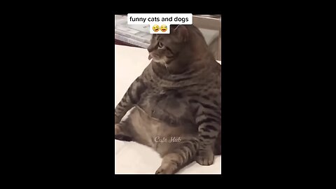 FUNNY CAT & DOGS VIDEO