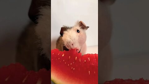 Hairless Guinea Pig Eating Watermelon 🍉