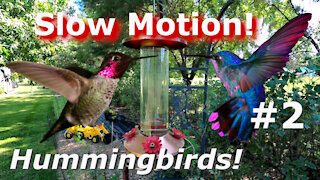 Hummingbird Cam Super Slow Motion - Beautiful Birds in flight. #2
