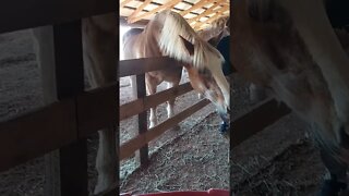 Huge Horses!