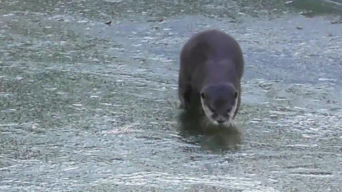 Otters break the ice to get to the water