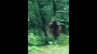 Bigfoot Seen by Kids