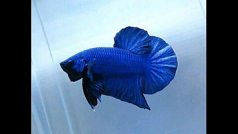 Collection Betta blue colors