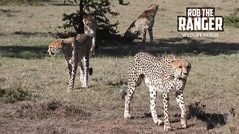 Cheetah Family get Active But Miss the Target! | Maasai Mara Safari | Zebra Plains