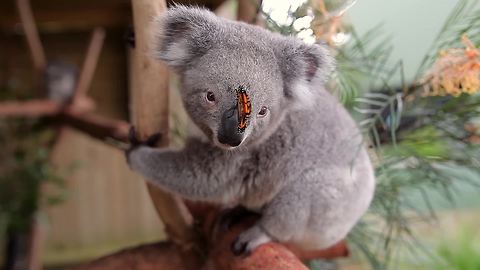 Butterfly takes over koala's photoshoot like a boss!