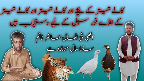 Chicks of College Sindhi Pheasant are up for sale : 💲