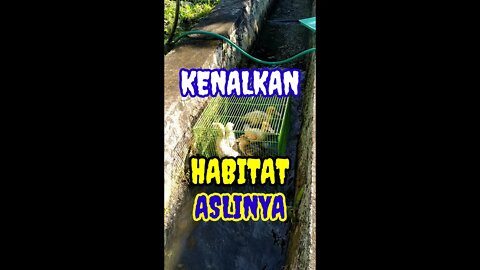 KENALKAN ENTOK PADA HABITAT ASLINYA #shorts