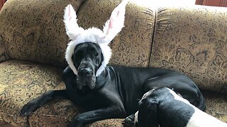 Great Dane Models Easter Bunny Ears with Slight Wardrobe Malfunction