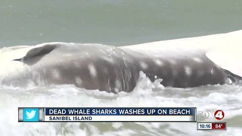 Whale Shark spotted in Sanibel Island on Sunday morning