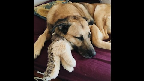 Dog doesn’t want to give his teddy to owner