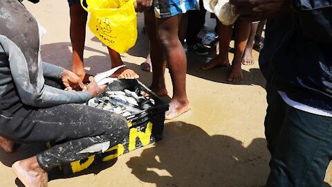 SOUTH AFRICA - Durban - Frenzy of sardine netting off Durban uShaka beach (Video) (WLM)