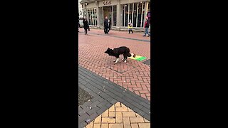 Talented doggy shows off street performing tricks