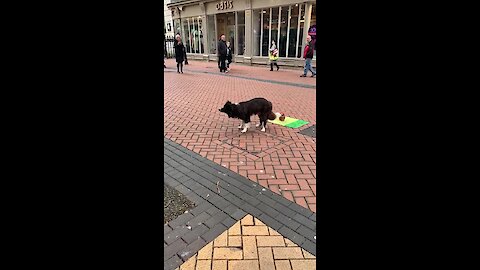 Talented doggy shows off street performing tricks