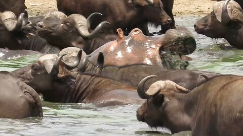 Angry hippo chases buffalo herd out of his waterhole
