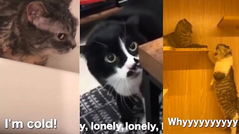 Cute Funny Cats Video | Cats can speak better than Human 🤩