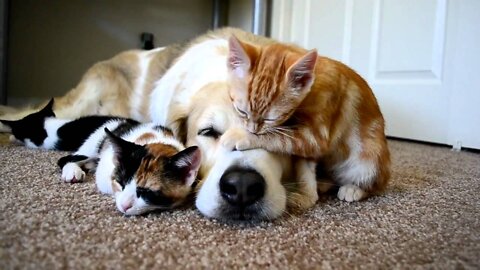 Video 34: CUTENESS OVERLOAD!! A dog sleeping with his KITTENS