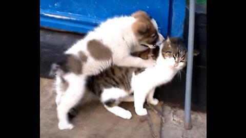 Dog and Cat cute play fight