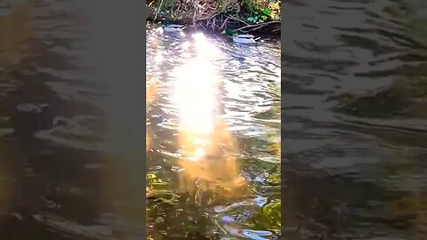 🦆QUACKERS & WATERWORKS🚿 CHECK OUT THE FULL VIDEO #ducks #duck #waterart #water #quackers #waterworks