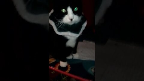Cat Dressed in a little Christmas Elf Costume LULZ xD