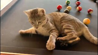 Curious Kitten Wants To Learn How To Play Pool
