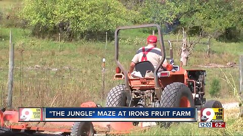"The Jungle" maze at Irons Fruit Farm