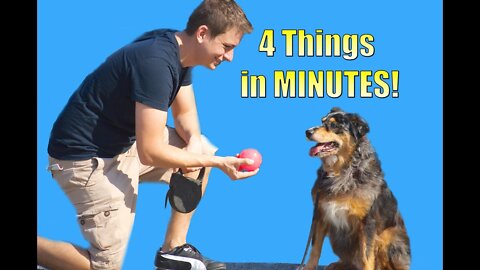How to Teach your Dog to do 4 things in Minutes (Roll over, Play dead, Sit, Lie down)
