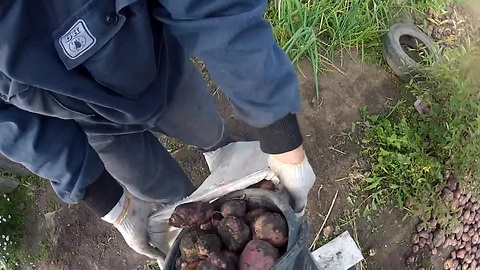 Extreme POV potato digging in HD