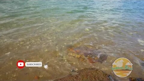 The ocean waves sounds of the Caribbean Sea washing up against the rocks | Ocean Sounds