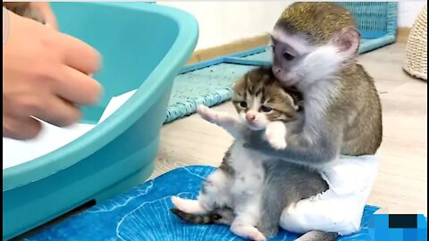 "Mom it is my kitten!" - baby monkey Susie is worried and does not give kitten,