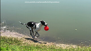 Great Dane Loves Playing in the Water with his JollyBall