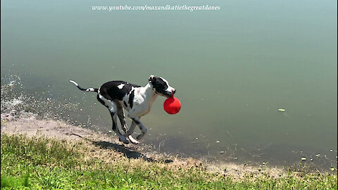 Great Dane Loves Playing in the Water with his JollyBall