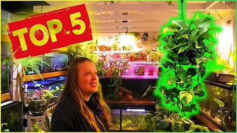 Top Five Houseplants to Use in Aquariums