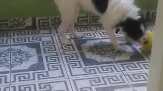 QUANDO VI ESSE VIDEOS LEMBRE DO MEU CACHORRINHO