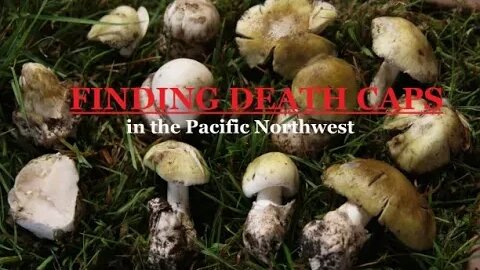 Finding DEATH CAPS in the PNW